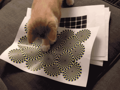 Кот ловит оптическую иллюзию